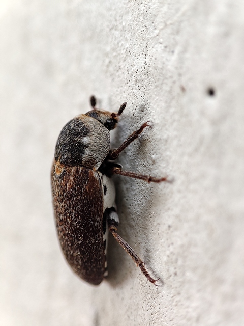 Dermestes frischii - nyakszegélyes porva Dermestes frischii - nyakszegélyes porva