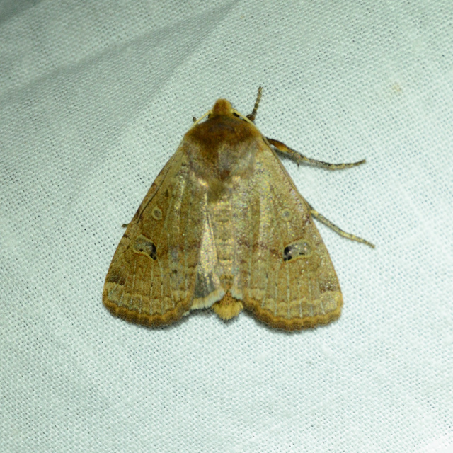 Conistra erythrocephala - vörösfejű őszibagoly