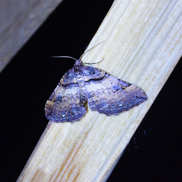 Earophila badiata - csipkerózsa-araszoló
