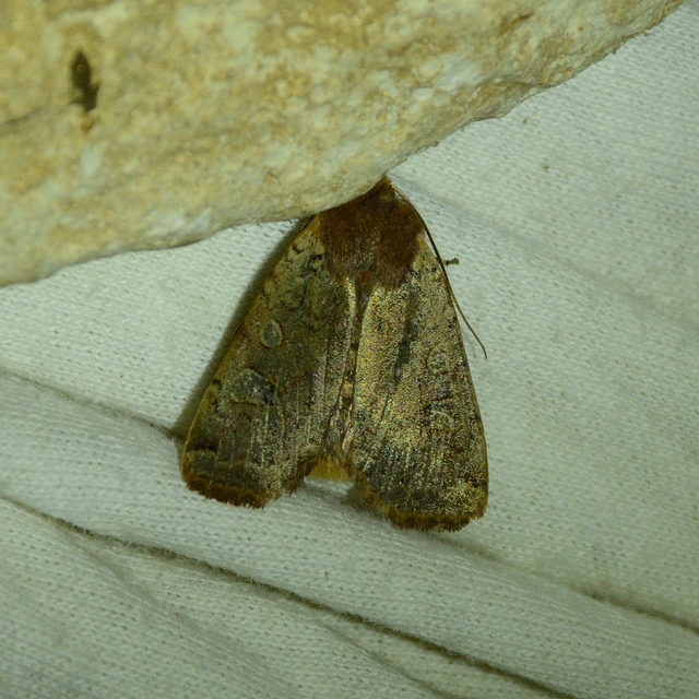 Conistra erythrocephala - vörösfejű őszibagoly