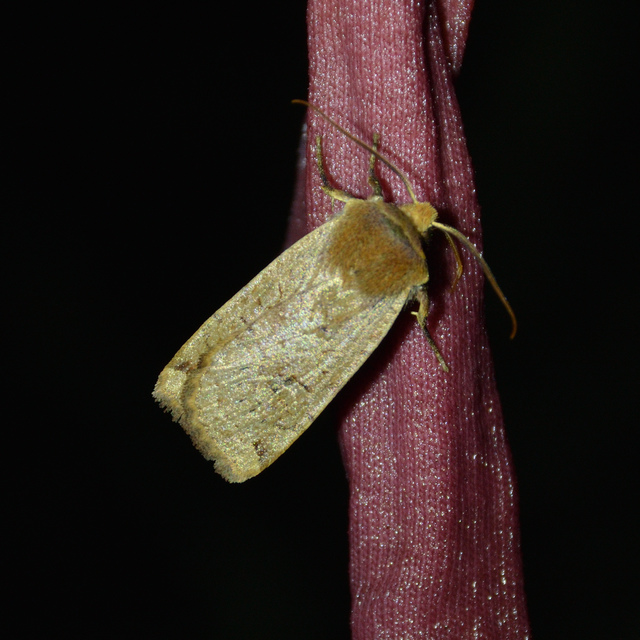 Conistra erythrocephala - vörösfejű őszibagoly