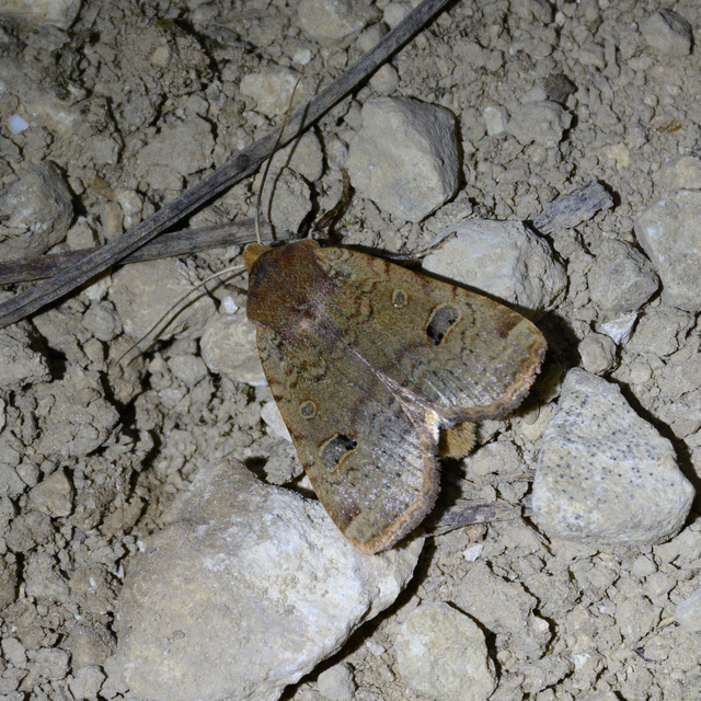Conistra erythrocephala - vörösfejű őszibagoly