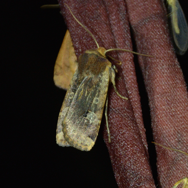 Conistra erythrocephala - vörösfejű őszibagoly
