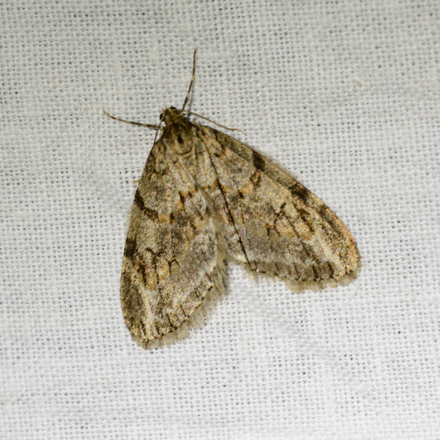 Trichopteryx polycommata - kőrisfa-lebenyesaraszoló
