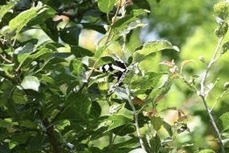 Neptis rivularis - nagy fehérsávoslepke