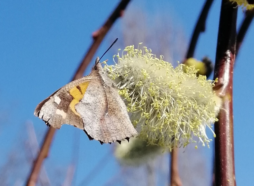 Libythea celtis - csőröslepke