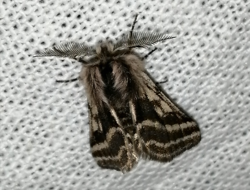 Lycia zonaria - öves tavasziaraszoló