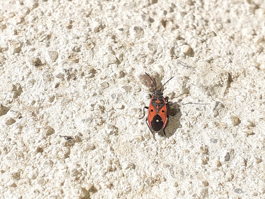 Melanocoryphus tristrami