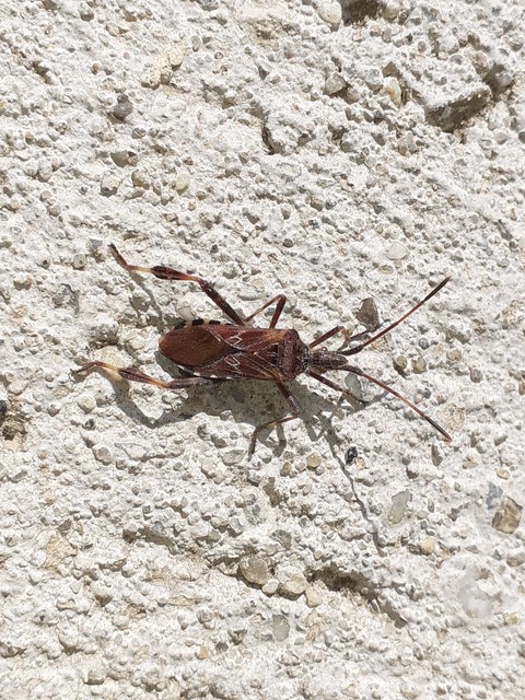 Leptoglossus occidentalis - nyugati levéllábú poloska