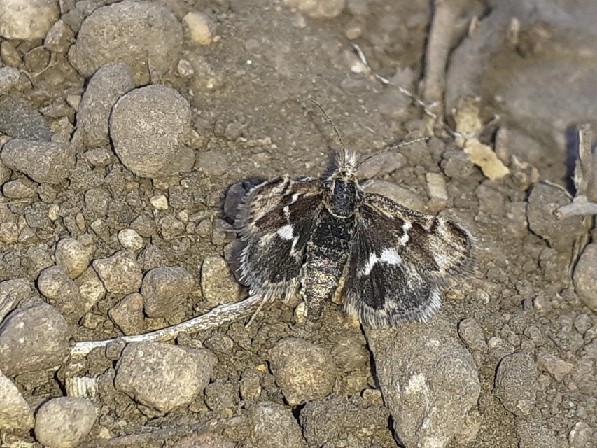 Titanio normalis - szulákszövő kormosmoly