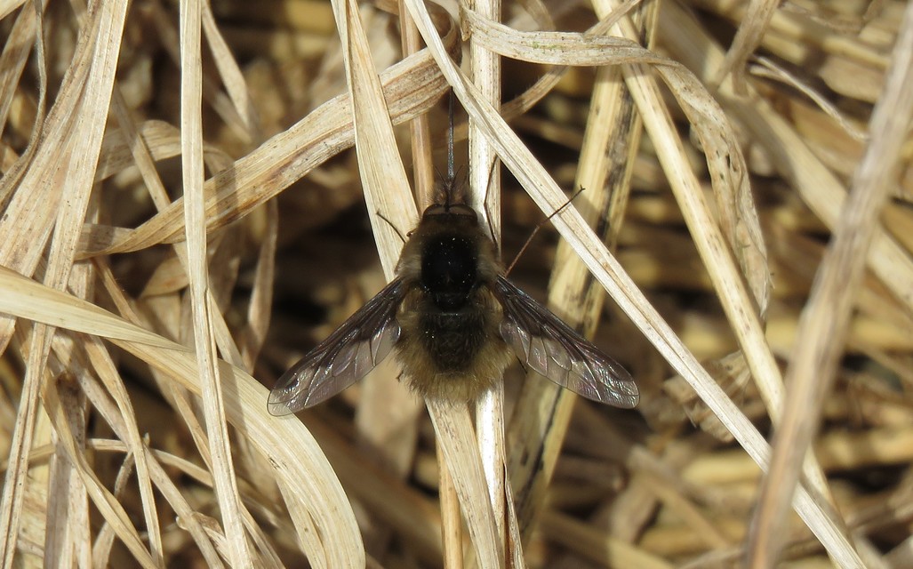 Bombylius major - szegélyes pöszörlégy