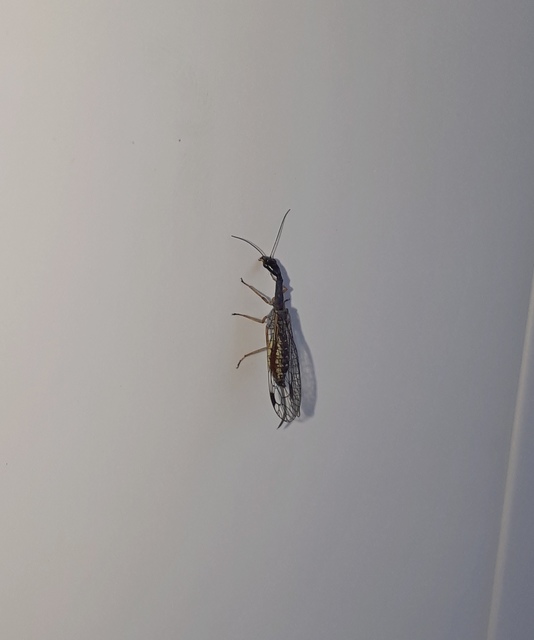 Raphidioptera - Tevenyakú-fátyolkák