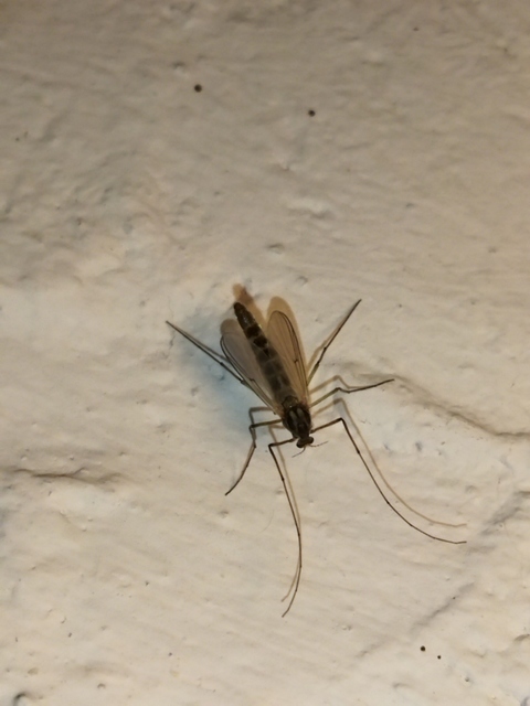 Chironomidae - árvaszúnyogok