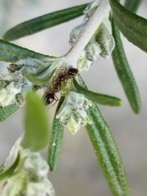 Prenolepis nitens - ragyogóhangya