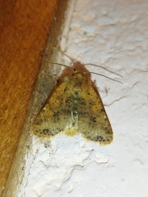 Conistra rubiginea - vörös őszibagoly