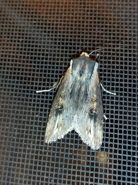 Xylena exsoleta - szürke fabagoly