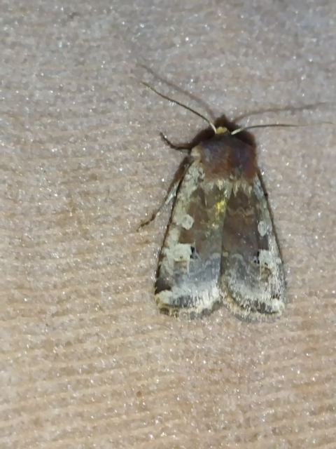 Conistra erythrocephala - vörösfejű őszibagoly
