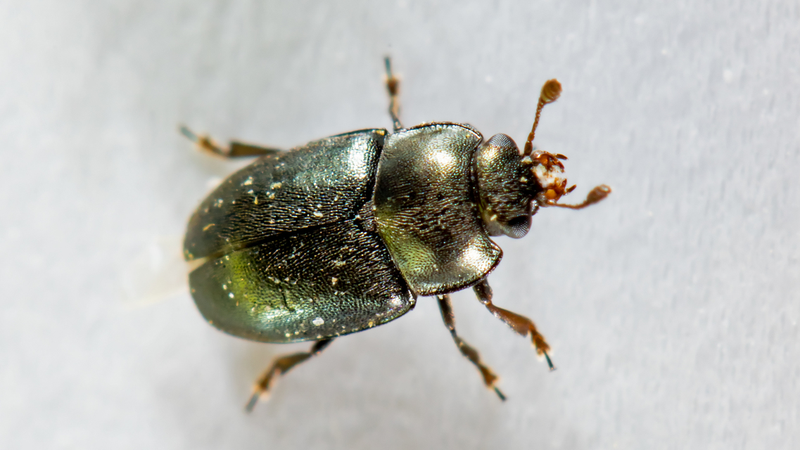 Brassicogethes aeneus - repce-fénybogár