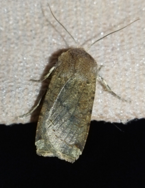 Conistra veronicae - veronika-őszibagoly