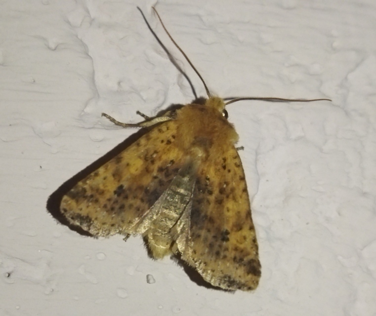 Conistra rubiginea - vörös őszibagoly