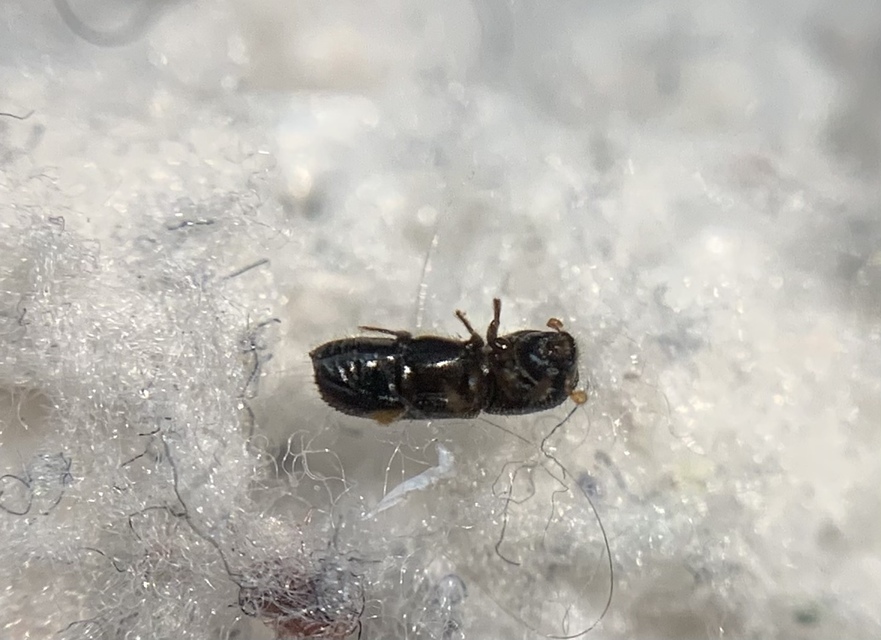 Xyleborinus saxesenii - vadgesztenyeszú
