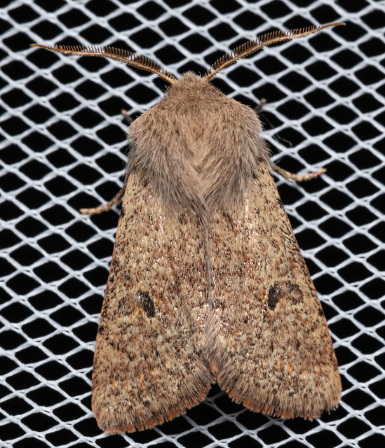 Orthosia cruda - kis barkabagoly