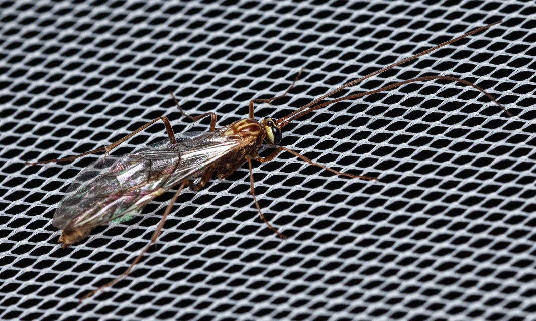 Ophion obscuratus