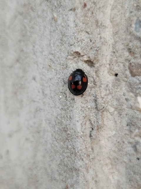 Exochomus quadripustulatus - négyfoltos szerecsenkata