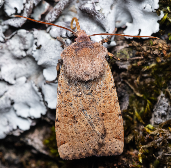 Conistra veronicae - veronika-őszibagoly