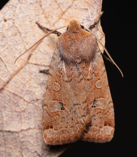 Conistra erythrocephala - vörösfejű őszibagoly