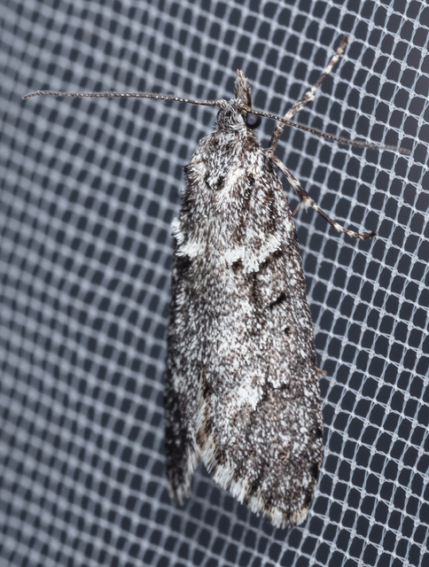 Diurnea fagella - szürke tavaszimoly