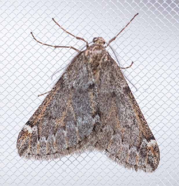 Alsophila aescularia - vadgesztenye-araszoló