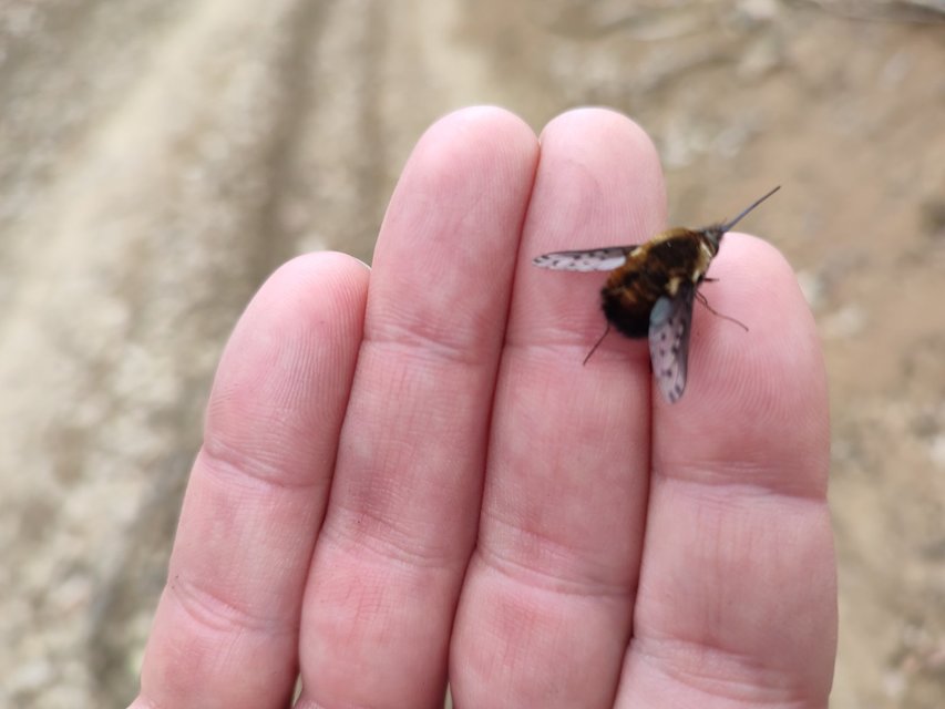 Bombylius discolor - feketefarú pöszörlégy