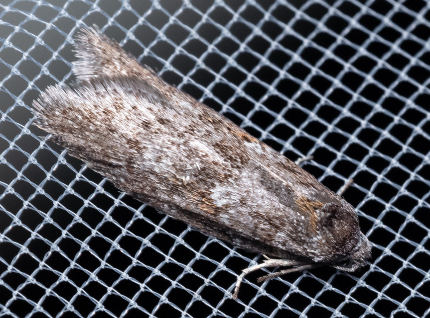 Tortricodes alternella - tavaszi sodrómoly