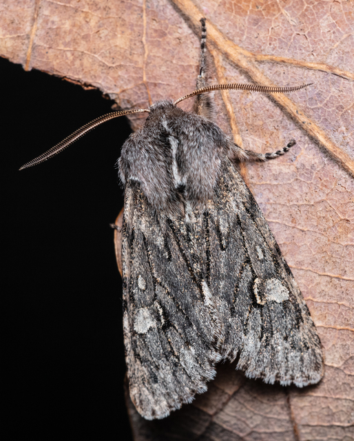 Brachionycha nubeculosa - zömök fésűsbagoly