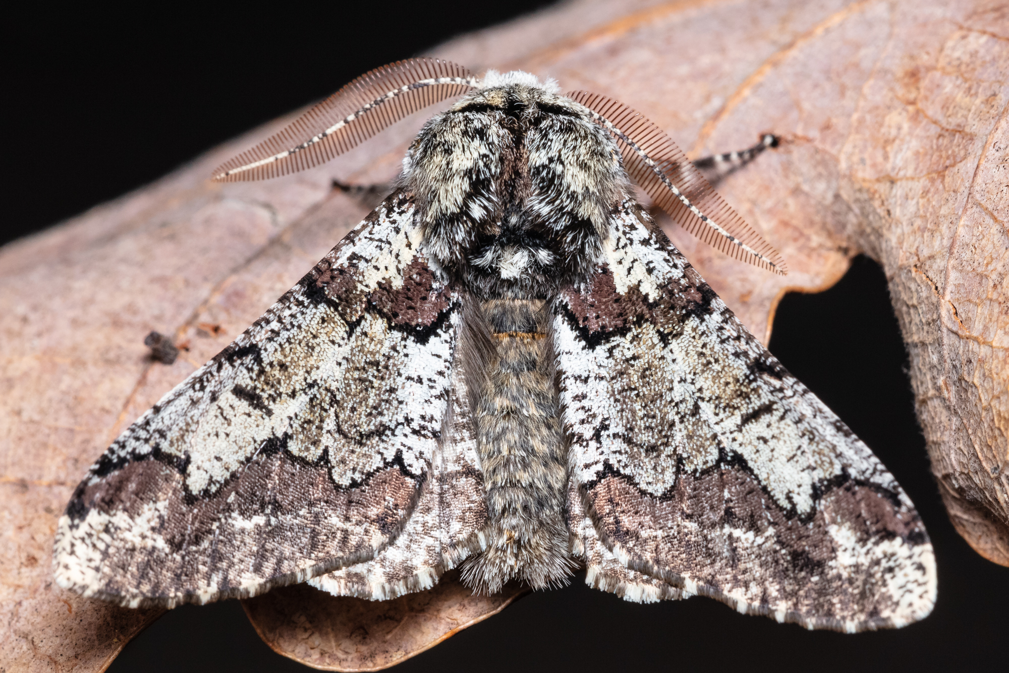 Biston strataria - barnapettyes araszoló