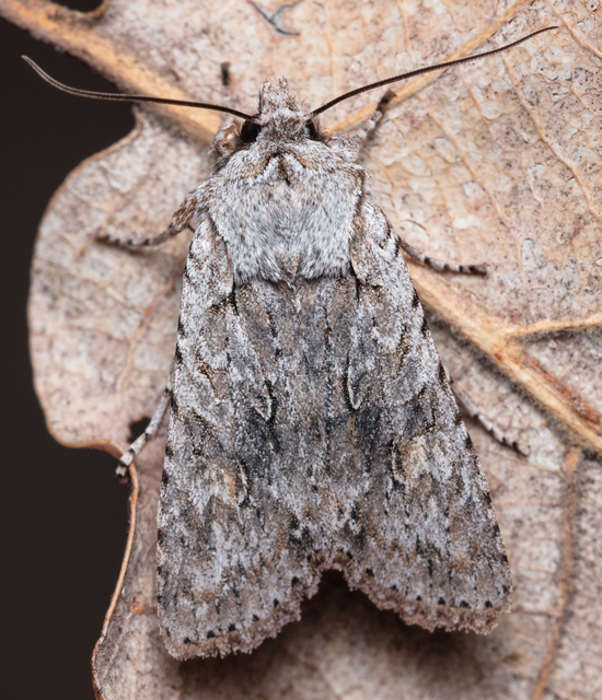 Lithophane ornitopus - közönséges fabagoly