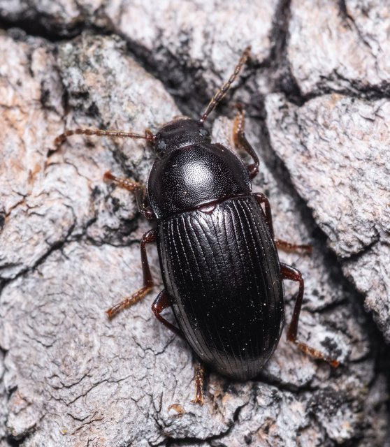 Nalassus dermestoides - rövidszárnyú gyászbogár