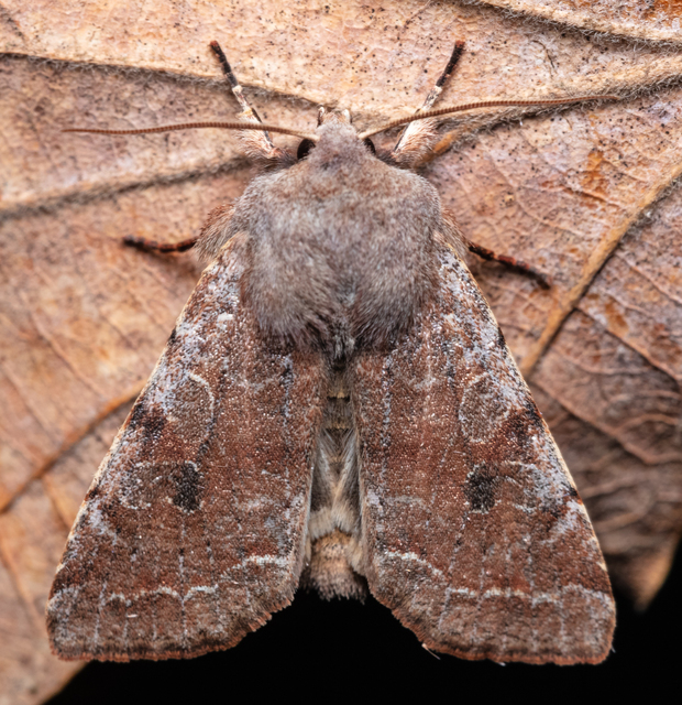 Orthosia incerta - változékony barkabagoly