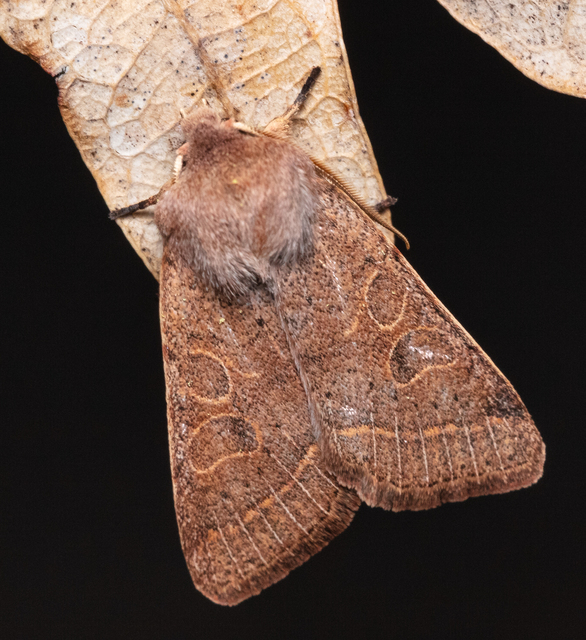 Orthosia cerasi - közepes barkabagoly