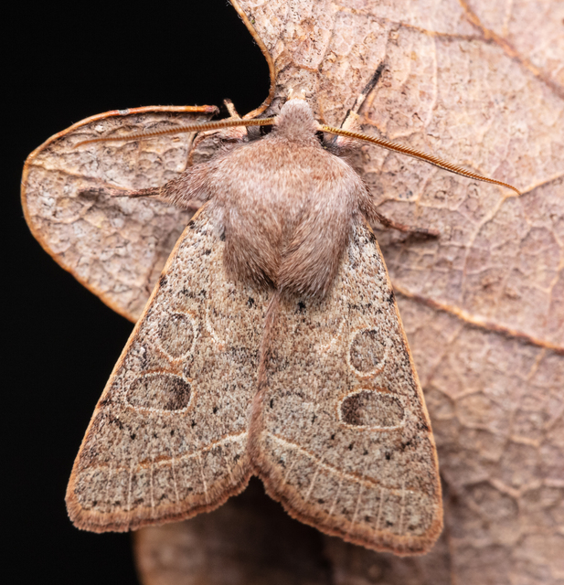 Orthosia cerasi - közepes barkabagoly