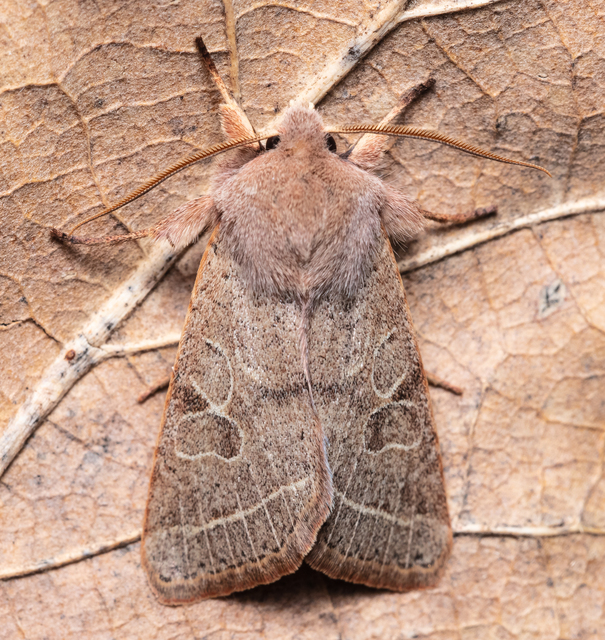 Orthosia cerasi - közepes barkabagoly
