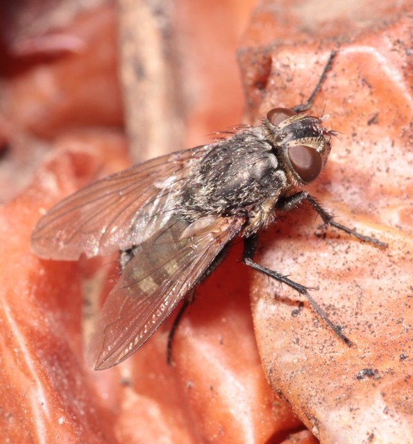 Pollenia