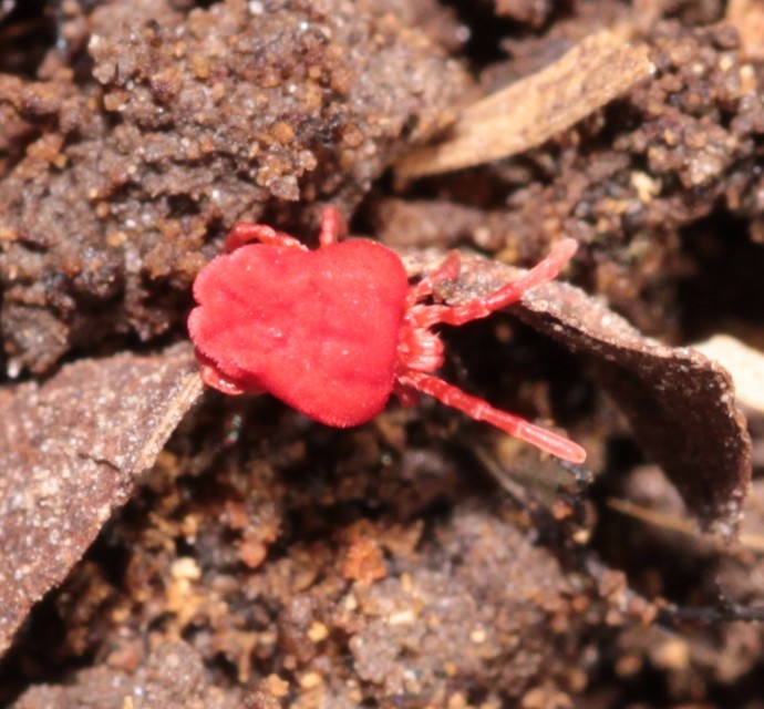 Trombidium