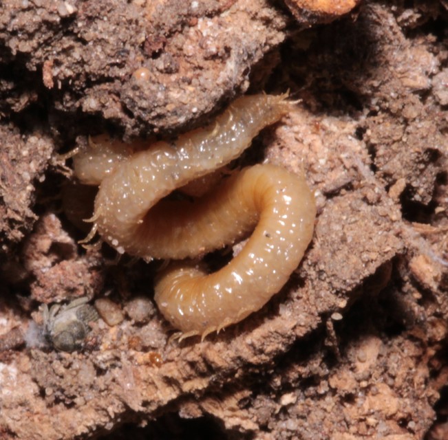 Geophilidae