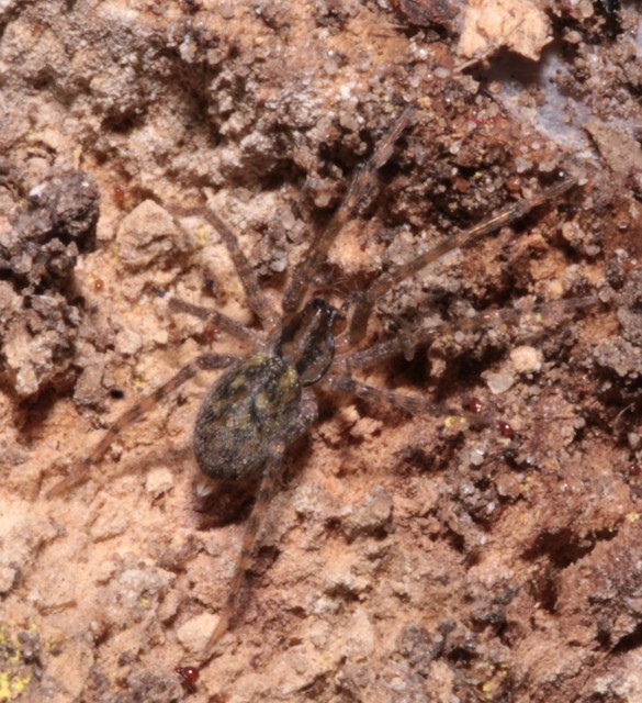 Tegenaria