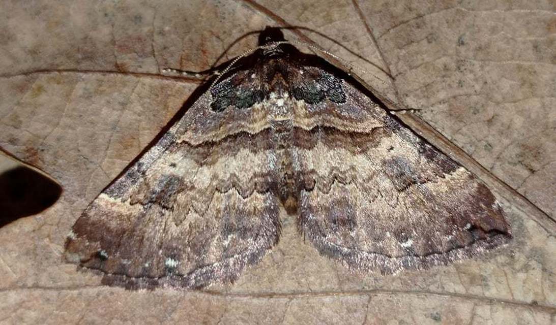 Earophila badiata - csipkerózsa-araszoló