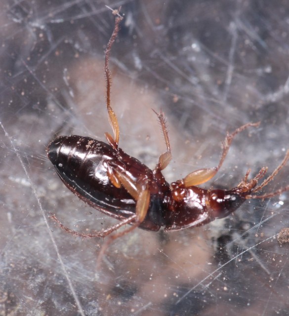 Calathus cinctus - parlagi tarfutó