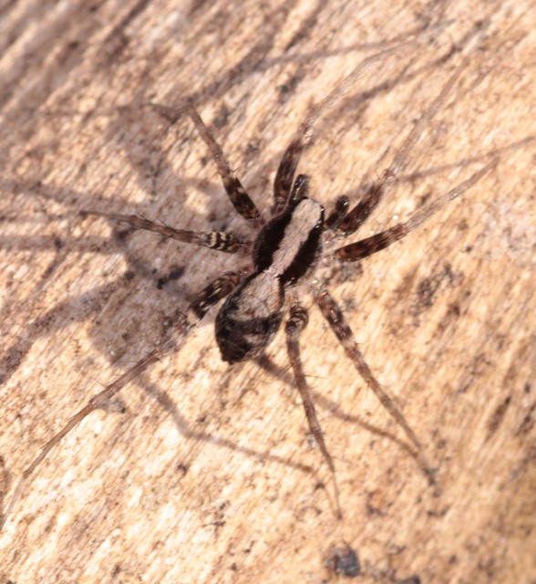 Pardosa
