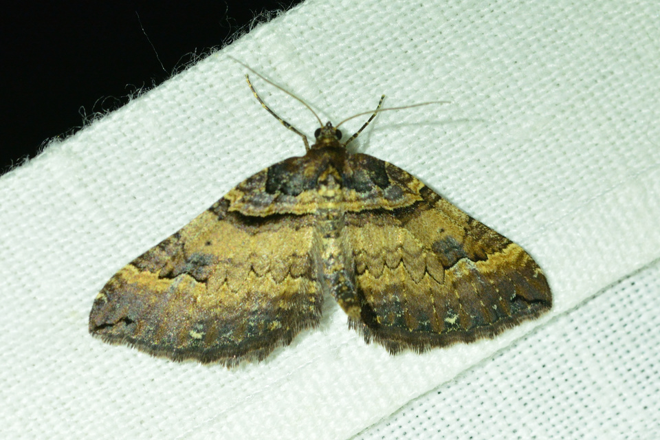 Earophila badiata - csipkerózsa-araszoló